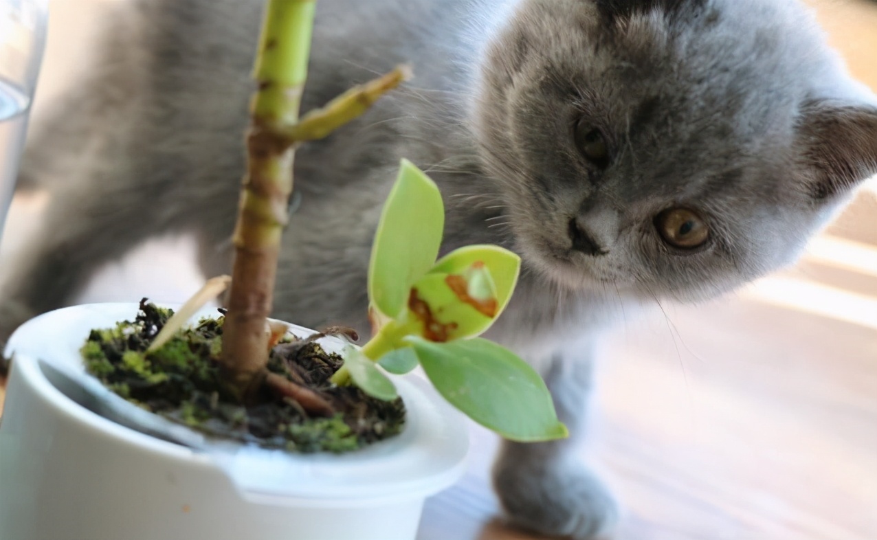 英短猫能活多久？6招延长寿命