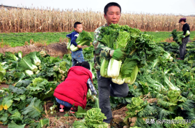 2021年全国平均身高排名出炉，前三的省份有个共同点：爱吃白菜