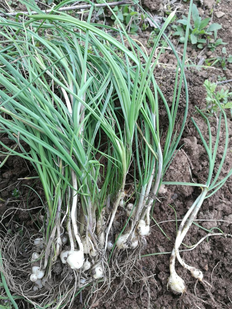 120种野菜介绍，图名并茂，快来认识一下！涨知识不吃亏