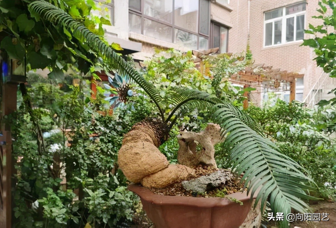 绿植能镇宅！家里养这10种花，能观赏能装饰，很上档次