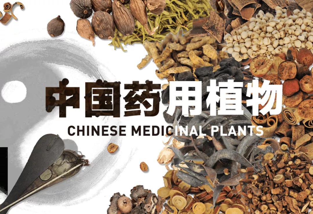 林草科普|中国药用植物 - 《本草纲目》