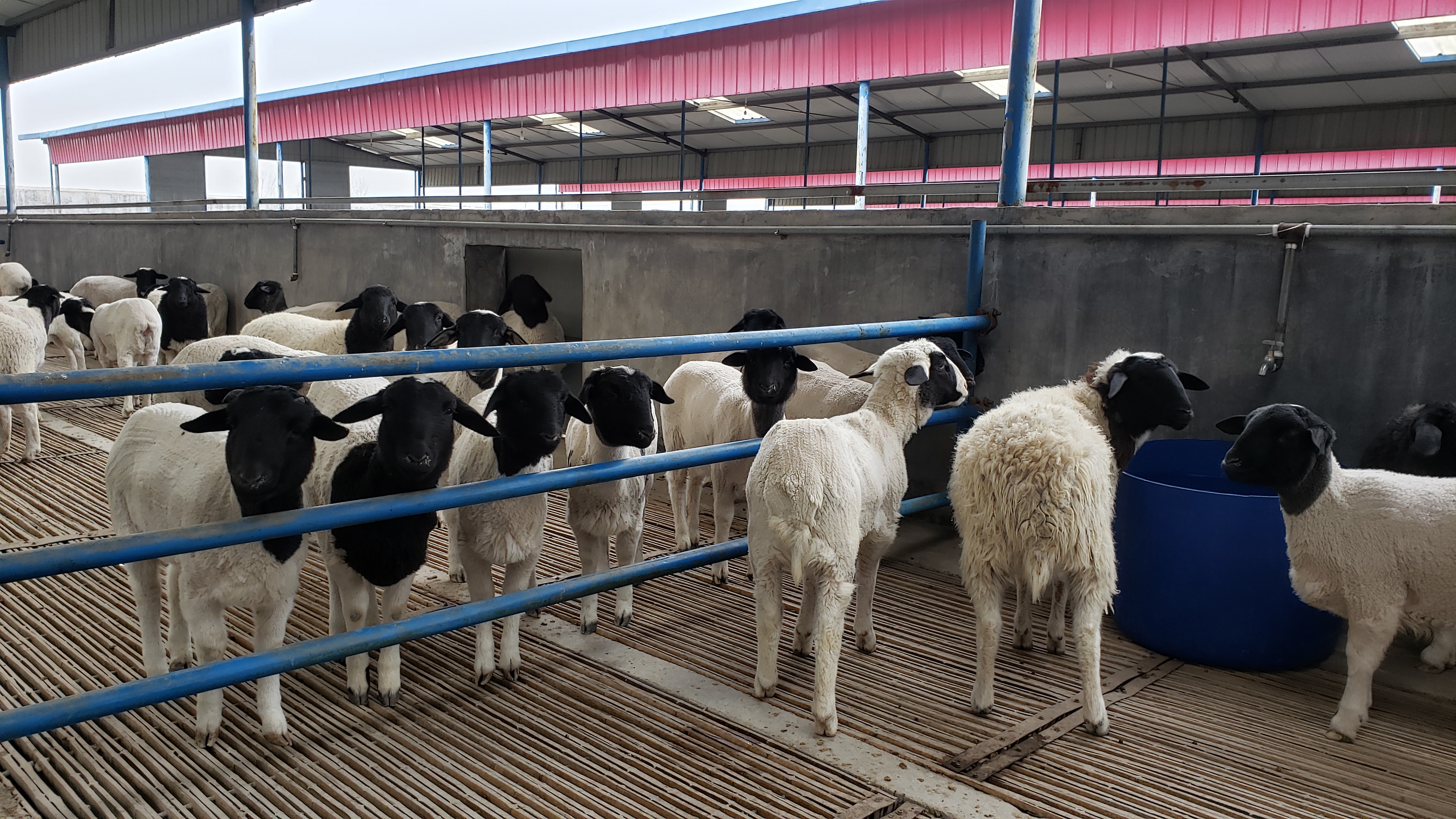 山东杜泊羊的优缺点和市场价格状况你知道吗？