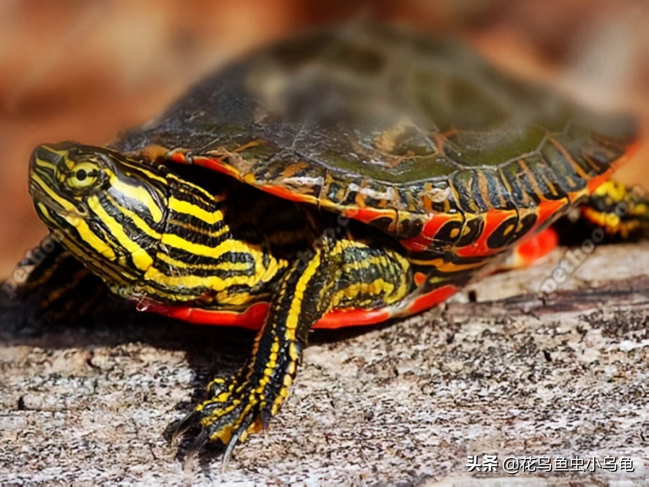 18种常见的乌龟，每种都有自己的特色，你喜欢哪种呢？