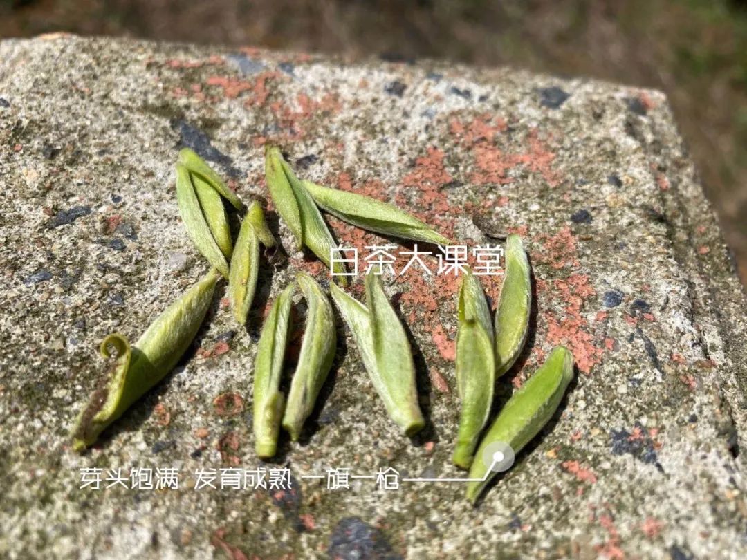 老白茶也分等级？都说老白毫银针比老寿眉值钱，你怎么看？