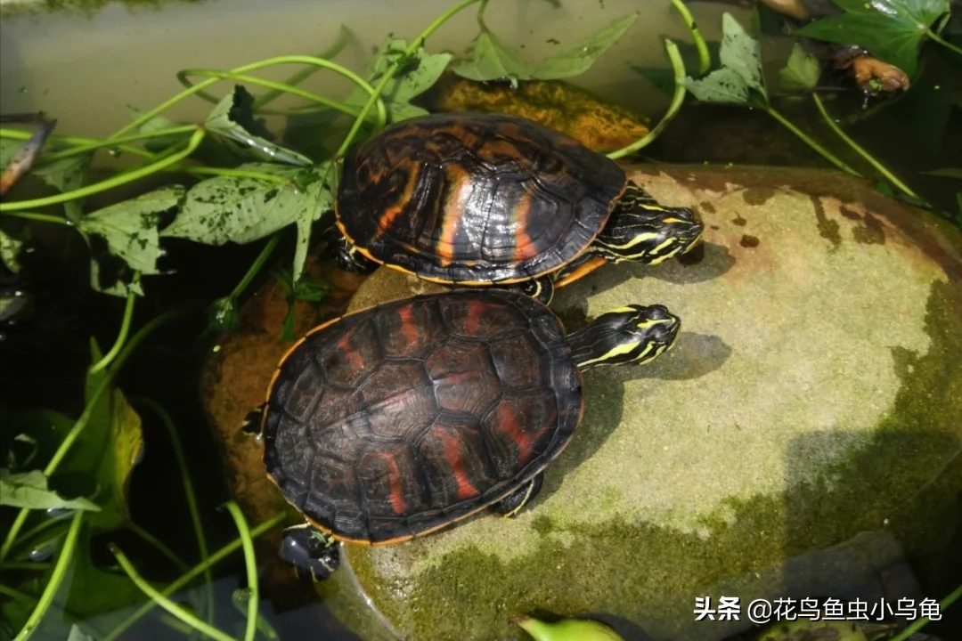 18种常见的乌龟，每种都有自己的特色，你喜欢哪种呢？