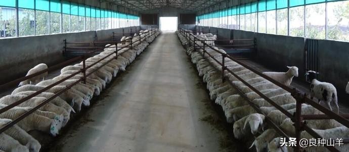 圈养是现代养羊发展方向，圈养羊的喂养方法，大规模养殖效益好
