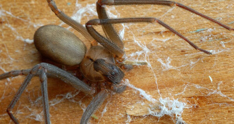 盘点10种毒性最强的蜘蛛，黑寡妇比眼镜蛇还毒，15分钟内让人毙命