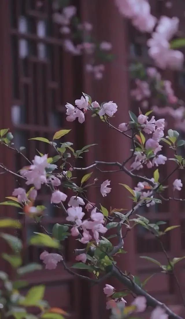 海棠花壁纸｜凌晨四点钟，我看见海棠花未眠