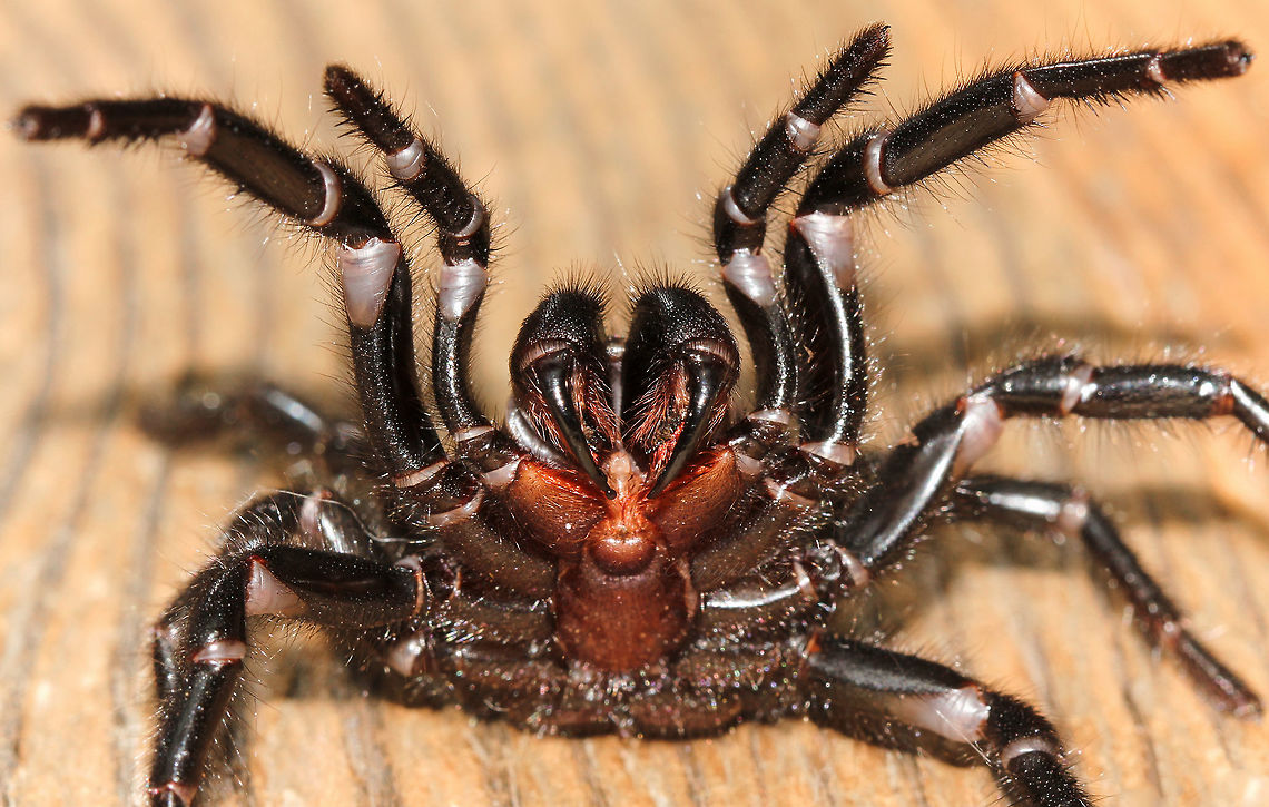 盘点10种毒性最强的蜘蛛，黑寡妇比眼镜蛇还毒，15分钟内让人毙命