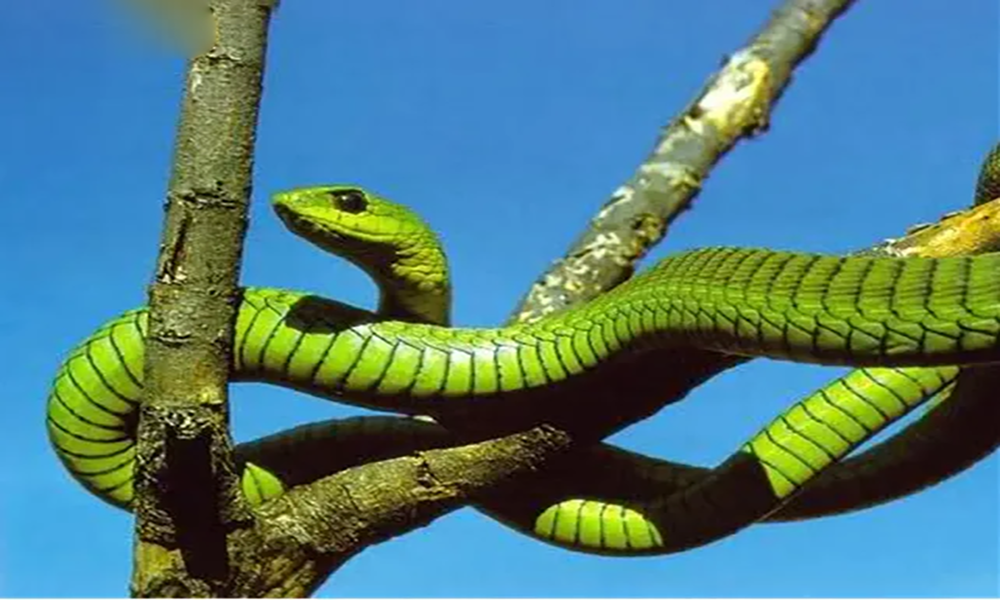 全球致命的十大毒蛇，分别是谁？它们的毒液有着怎样的危险？