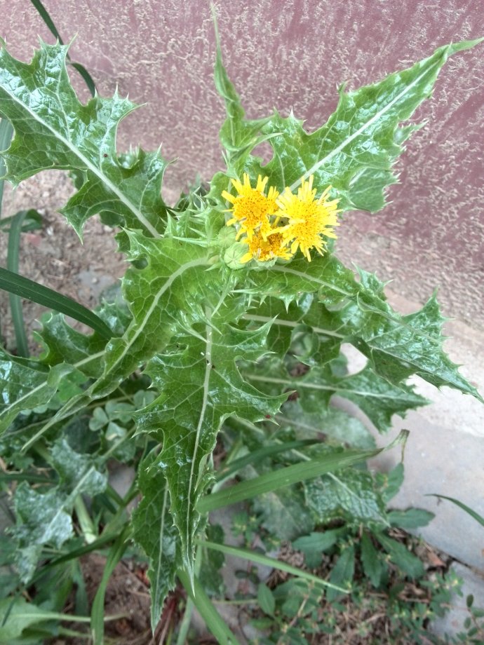 这100种野菜很常见，也很美味，可惜很多人不认识，白白错过美食