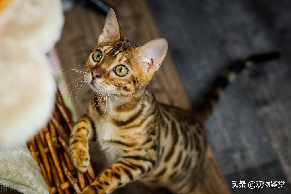 狸花猫和虎斑猫有很多相似之处，容易搞混，狸花猫和虎斑猫的区别