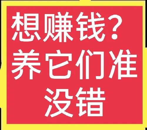 十个不用担心销路的养殖项目(1)一般人我不告诉他，看完请收藏