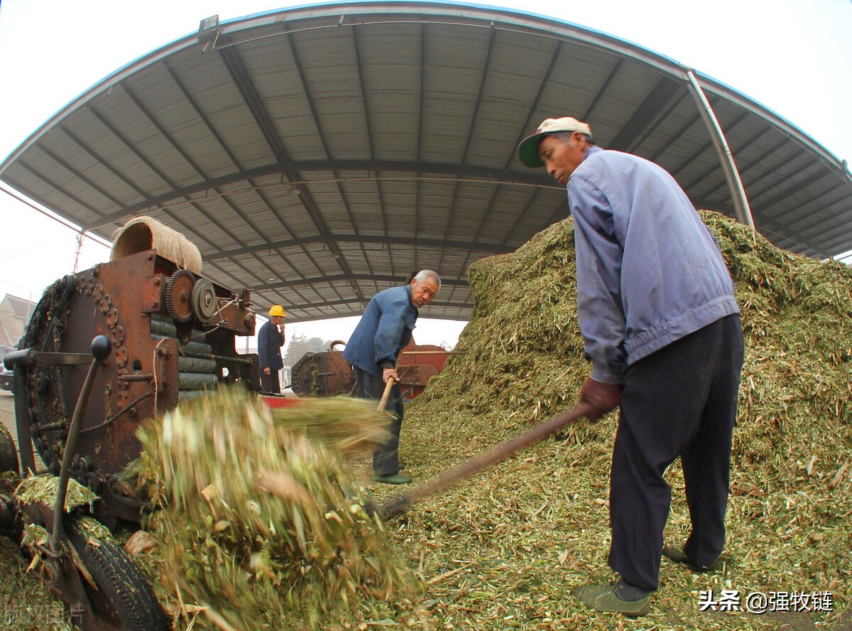 养牛最好的草料是什么？