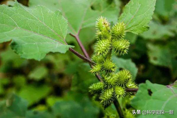 石楠树花散发类似于男性精液的气味，为何还要在校园内广泛栽植？