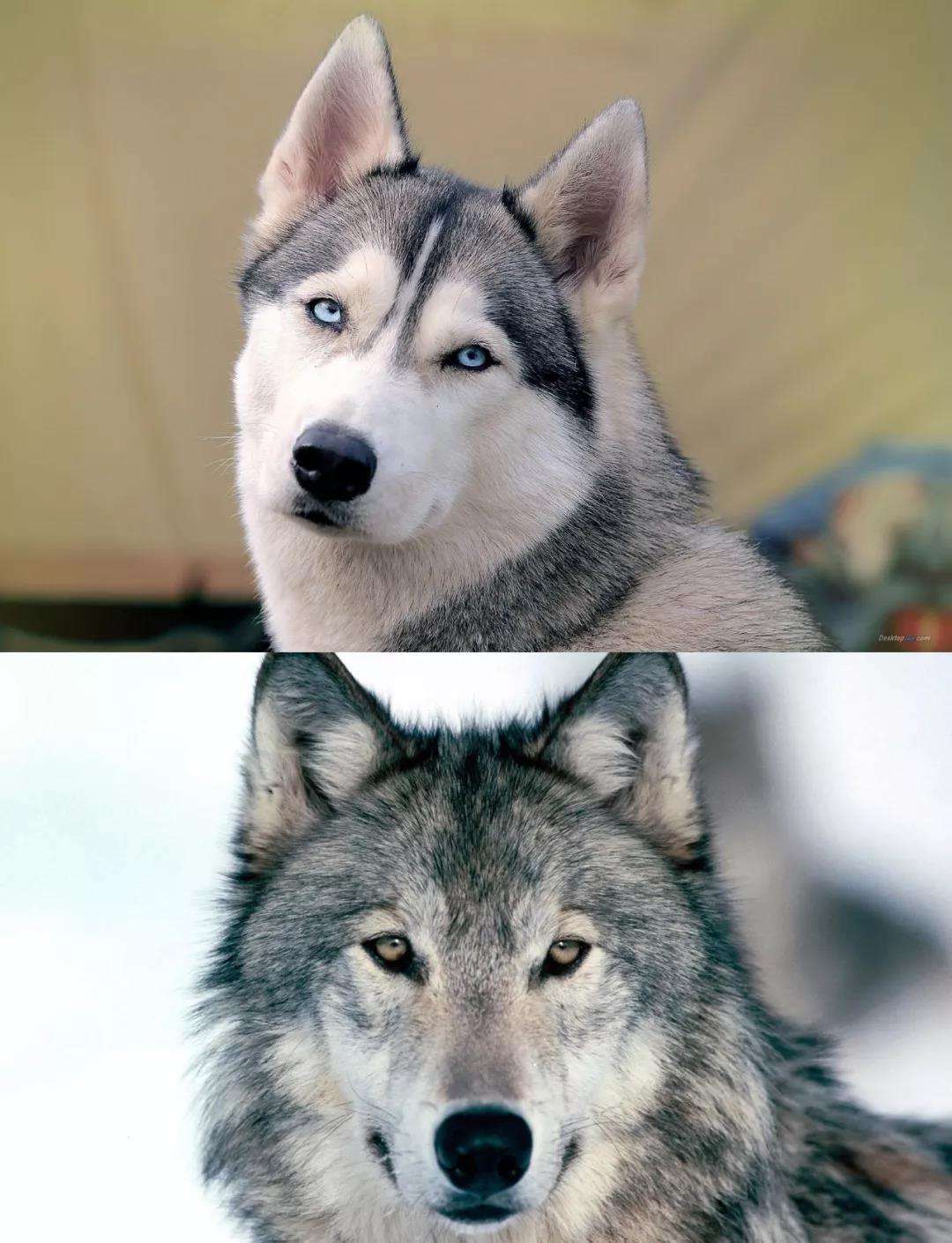 狗和狼有什么不同？区别可大了，就看这几点