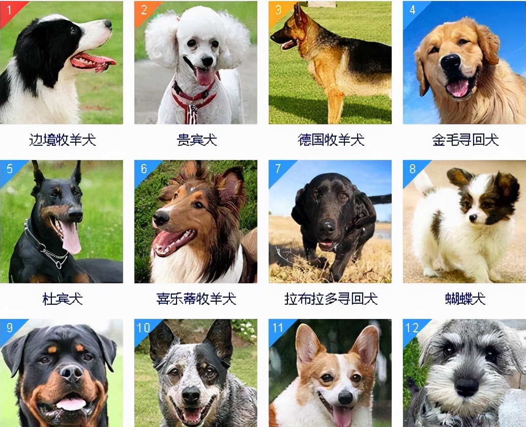 狗狗智商排名前8位，都是聪明的犬种，秒懂主人的意思