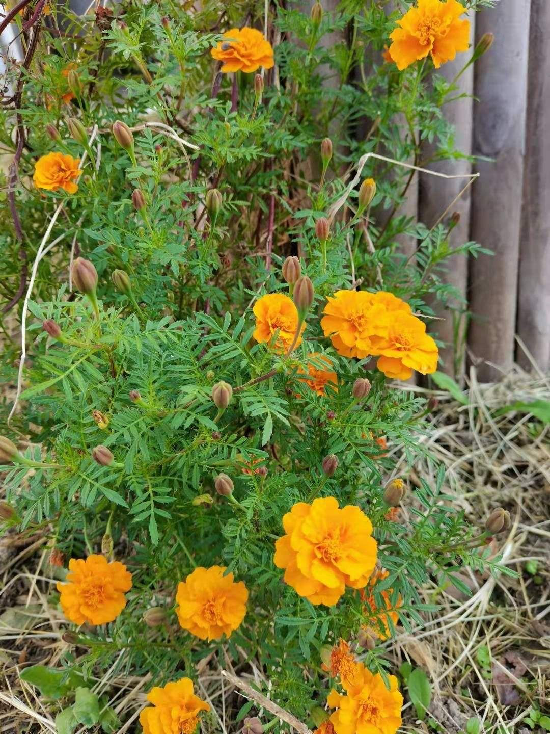 春天路边爆开花，常见的30种花，高手只能认识20种