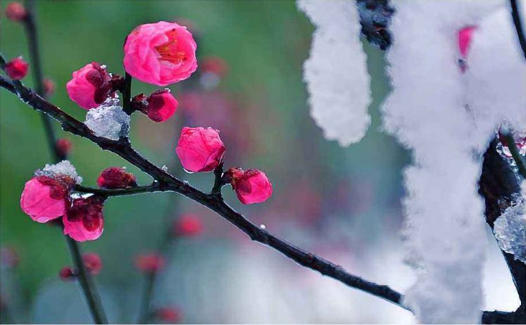 「诗词鉴赏」梅花香自苦寒来，诗词中的雪梅，太美了