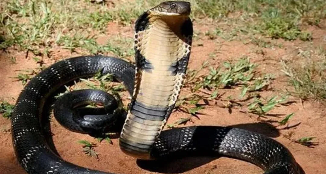 中国的十大毒蛇，你见过哪些？