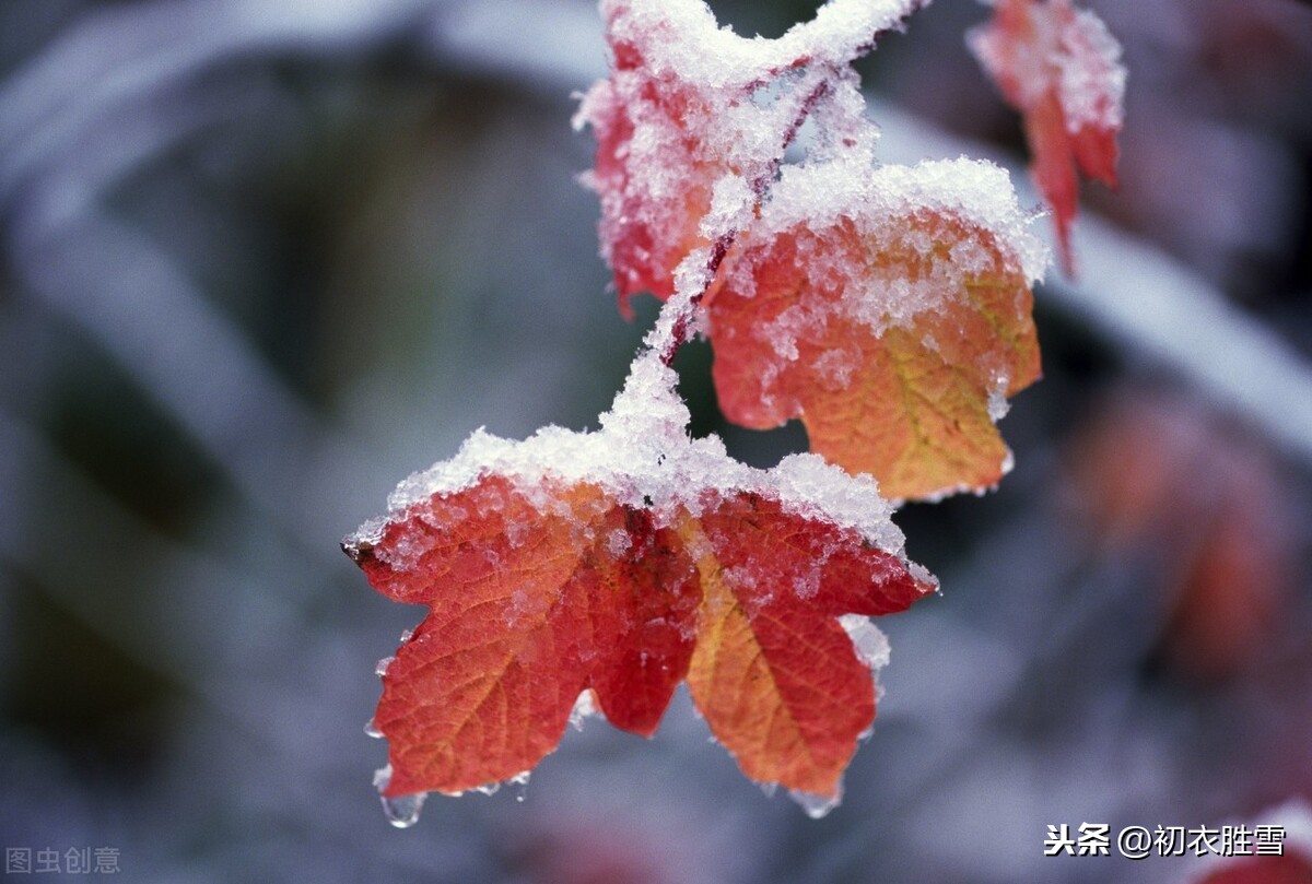 霜降节气杜牧美诗两首精读：霜叶红于二月花