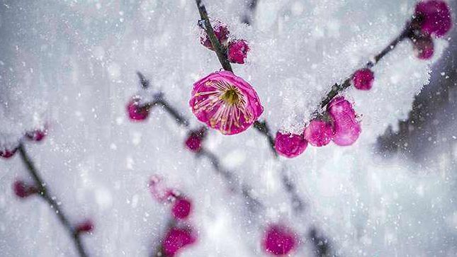 「诗词鉴赏」梅花香自苦寒来，诗词中的雪梅，太美了