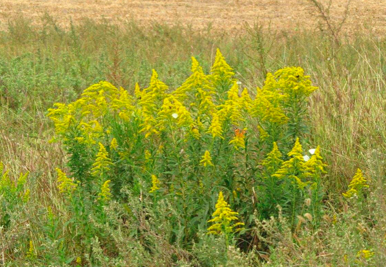 加拿大一支黄花是啥草，为什么农民都怕它，见到就要铲除掉
