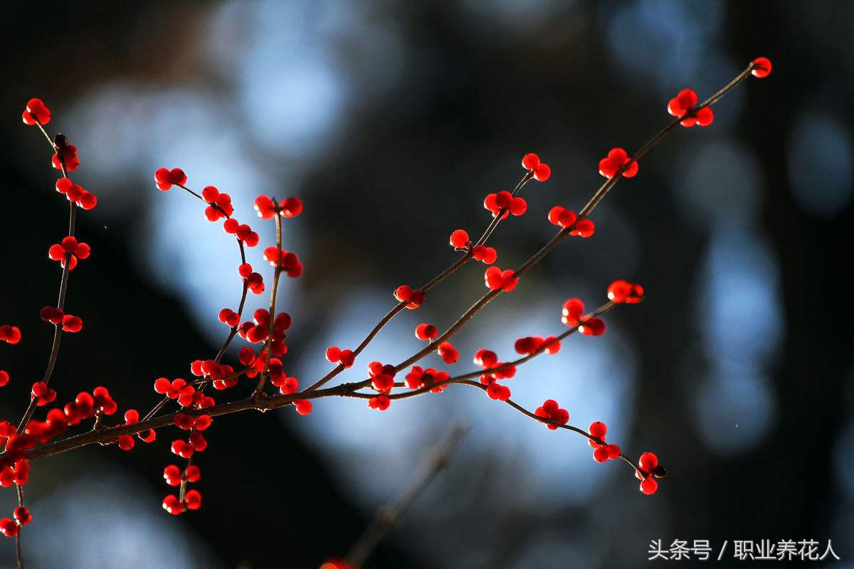 十大剧毒花卉知识普及（九）——相思豆