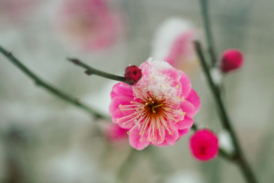 「诗词鉴赏」梅花香自苦寒来，诗词中的雪梅，太美了