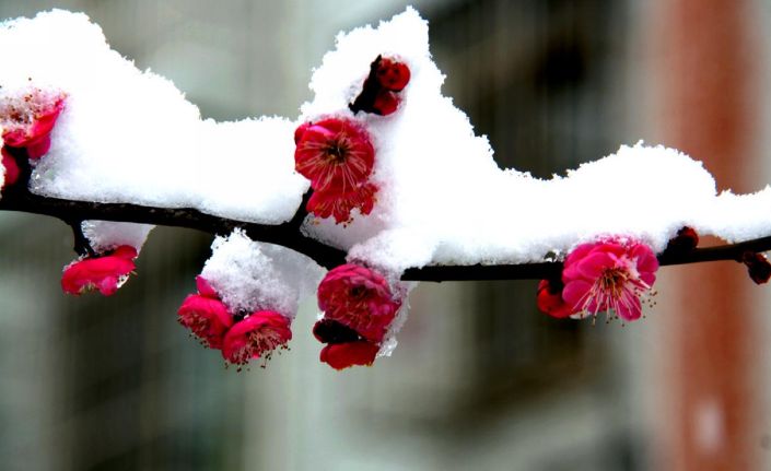 「诗词鉴赏」梅花香自苦寒来，诗词中的雪梅，太美了