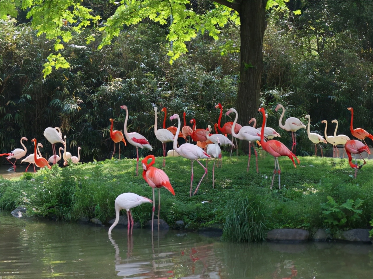 深圳野生动物园有什么好玩的，深圳野生动物园游玩攻略