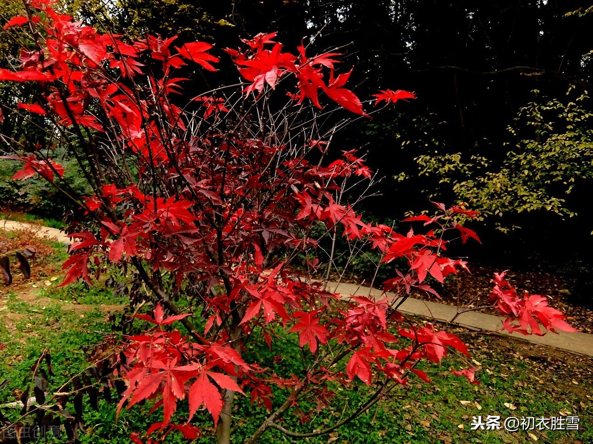 霜降节气杜牧美诗两首精读：霜叶红于二月花