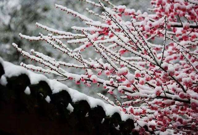 「诗词鉴赏」梅花香自苦寒来，诗词中的雪梅，太美了