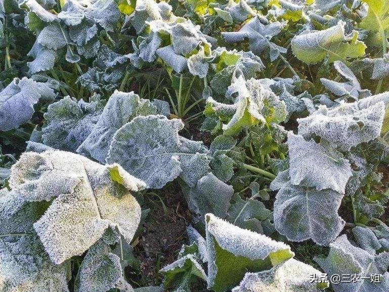 天气预报：新一轮大暴雪来袭，正月十五雪打灯有啥预兆？农谚咋说