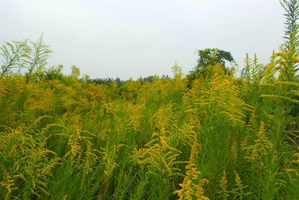 加拿大一支黄花是啥草，为什么农民都怕它，见到就要铲除掉