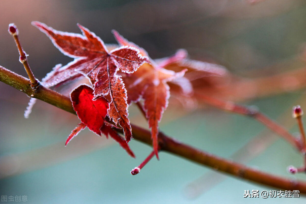 霜降节气杜牧美诗两首精读：霜叶红于二月花