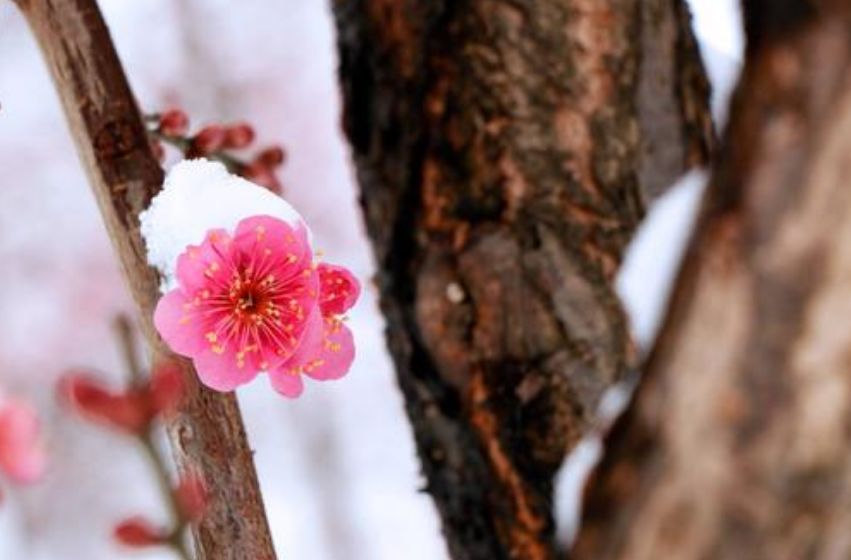 「诗词鉴赏」梅花香自苦寒来，诗词中的雪梅，太美了