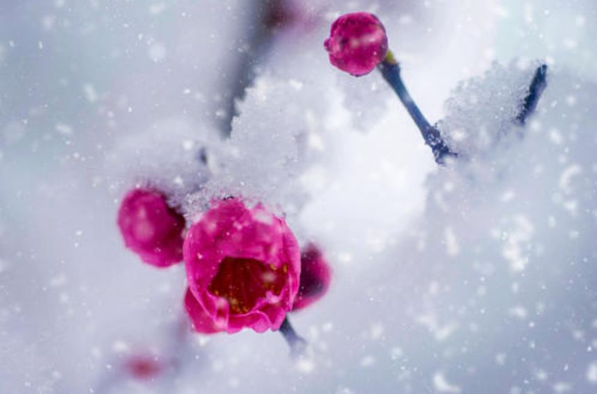 「诗词鉴赏」梅花香自苦寒来，诗词中的雪梅，太美了