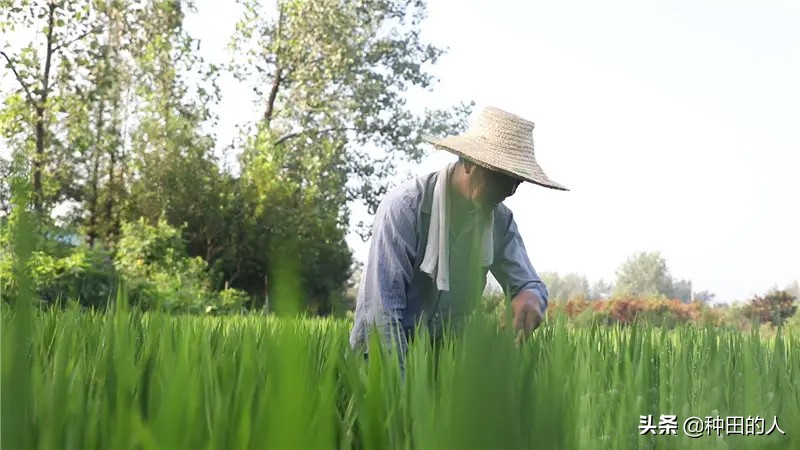 三伏天要来了吗？今年什么时候入伏？什么时候最热？入伏时间公布