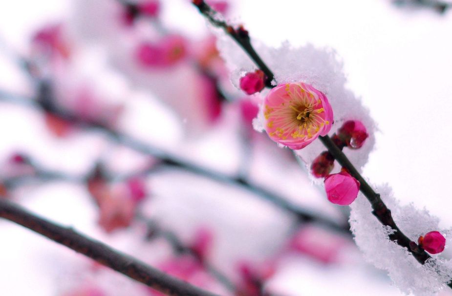 「诗词鉴赏」梅花香自苦寒来，诗词中的雪梅，太美了